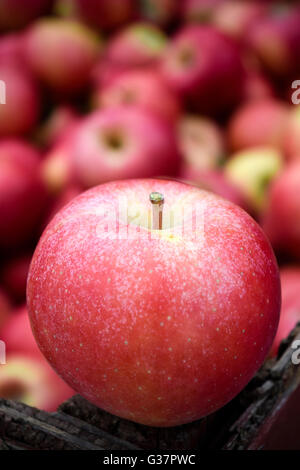 Fresche e mature Gala organico le mele in un mercato agricolo situato nell'Okanagan Valley, British Columbia, Canada. Foto Stock