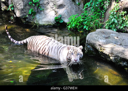 La Tigre Bianca,spesso chiamato tigre siberiana guardando la fotocamera. Camminare in acqua Foto Stock