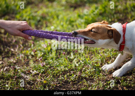 Proprietario giocando con il piccolo Jack Russell cucciolo giocattolo mordere con denti. La posizione è green park. Carino piccolo cane domestico, un buon amico di famiglia e bambini. Gentile e giocoso razza canina Foto Stock