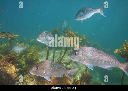 Gruppo di adulto australasian snapper Foto Stock