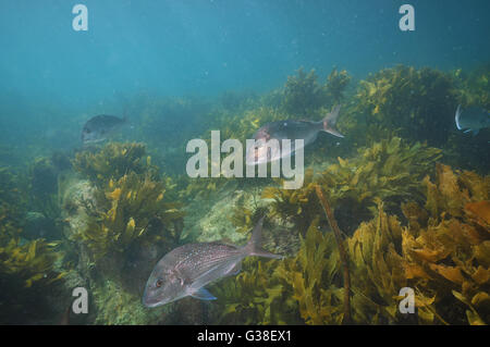 Gruppo di adulto australasian snapper Foto Stock