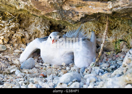 I capretti Bosun argento o rosso-tailed Tropicbird, Phaethon rubricauda nel suo nido su Isola di Natale, Australia Foto Stock