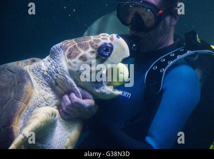 Stralsund, Germania. 09 Giugno, 2016. Un subacqueo gioca con tartarughe marine in tedesco Museo oceanografico a Stralsund, Germania, 09 giugno 2016. Il 'Aida Freunde der Meere' Foundation ha assunto la sponsorizzazione di un 33-anno-vecchio tartaruga verde e battezzata lei con il nome Frieda. La sponsorizzazione è attaccato ad un contributo annuale di 1000 euro, che andrà verso la tartaruga di mare e la sua conservazione. Foto: Stefan Sauer/dpa/Alamy Live News Foto Stock