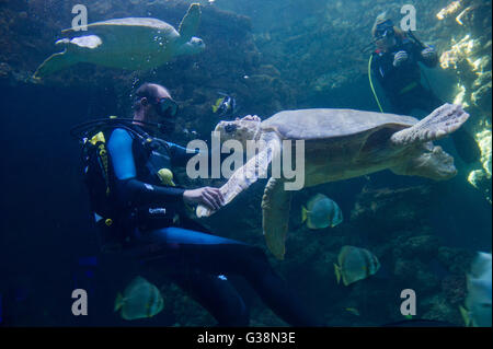 Stralsund, Germania. 09 Giugno, 2016. Un subacqueo gioca con tartarughe marine in tedesco Museo oceanografico a Stralsund, Germania, 09 giugno 2016. Il 'Aida Freunde der Meere' Foundation ha assunto la sponsorizzazione di un 33-anno-vecchio tartaruga verde e battezzata lei con il nome Frieda. La sponsorizzazione è attaccato ad un contributo annuale di 1000 euro, che andrà verso la tartaruga di mare e la sua conservazione. Foto: Stefan Sauer/dpa/Alamy Live News Foto Stock