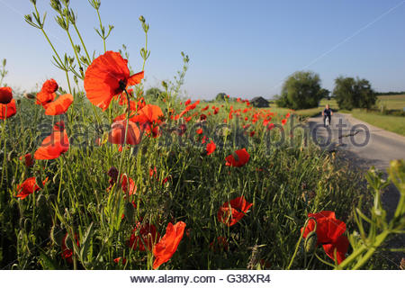 Coburg, Germania, 10 Giugno, 2016. Germania Meteo: Papaveri in fiore su una bella mattina di giugno in Coburg, Bavaria Credito: reallifephotos/Alamy Live News Foto Stock