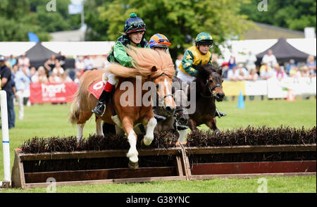 Southampton, Sussex, Regno Unito. Decimo Giugno, 2016. Il pony Shetland Grand National e della protezione degli investimenti a Southampton Showground nel Sussex oggi . Quest anno il tema è "Anno della Pecora' e migliaia di visitatori sono attesi oltre i tre giorni fotografia scattata da Simon Dack/Alamy Live News Foto Stock