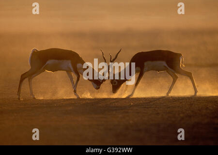 L'immagine di nero buck sparring ( Antilope cervicapra) è stato girato in Churu, Rajasthan, India Foto Stock