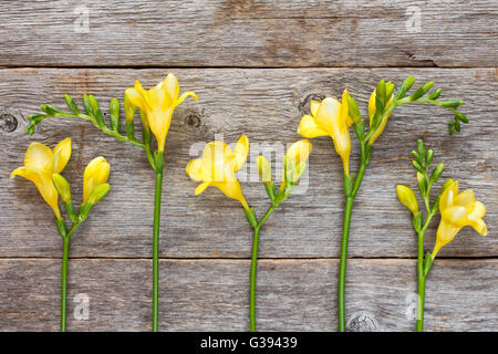 Giallo fresia fiori sul vecchio sfondo di legno Foto Stock