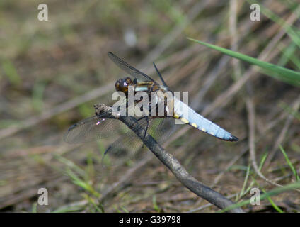 Ampio maschio corposo chaser dragonfly (Libellula depressa) sul pesce persico nel Surrey, Inghilterra. Foto Stock