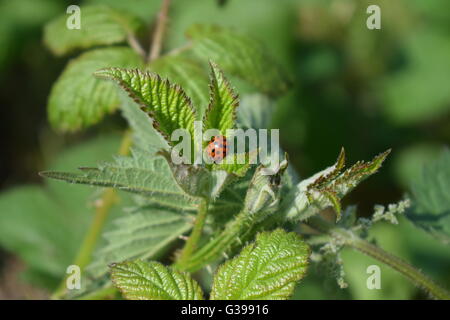 Harlequin ladybird accoccolato tra Ortica foglie Foto Stock