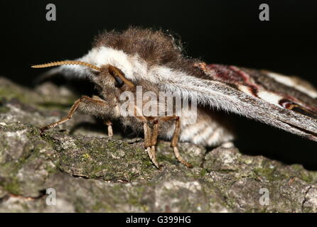 Grandi e colorati europeo femmina piccola falena imperatore (Saturnia pavonia) Foto Stock