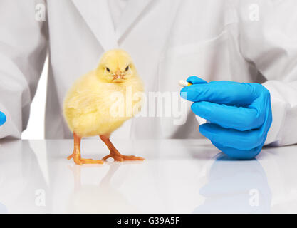 Piccolo giallo di pollo pillola di arrivare al veterinario su sfondo bianco Foto Stock