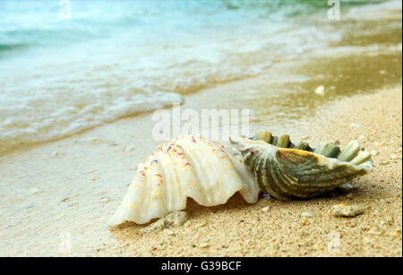 Conchiglie sulla sabbia in spiaggia. Isole Togean o isole Togian nel Golfo di Tomini. Sulawesi centrali. Indonesia Foto Stock