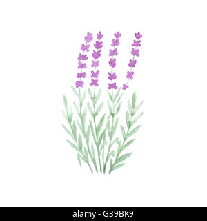 Acquerello profumo di lavanda isolati su sfondo bianco. Illustrazione ad acquerello. Elemento di natura. Concetto di organico. Foto Stock