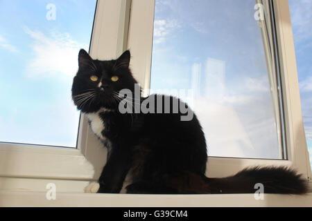 Gatto nero si siede sul davanzale del balcone Foto Stock