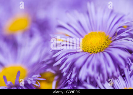 Bellissimi fiori sui morbidi colori pastello closeup in stile di sfocatura Foto Stock