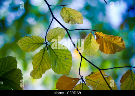 Bella texture di sfondo di verdi foglie di giallo autunno sfondo foglia Foto Stock