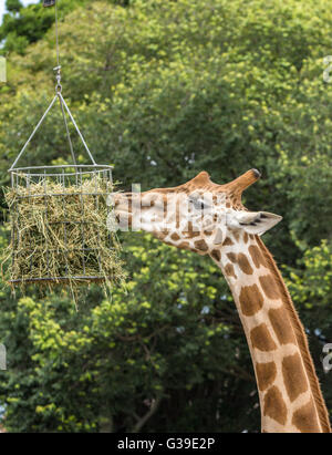 Giraffa che mangia Foto Stock