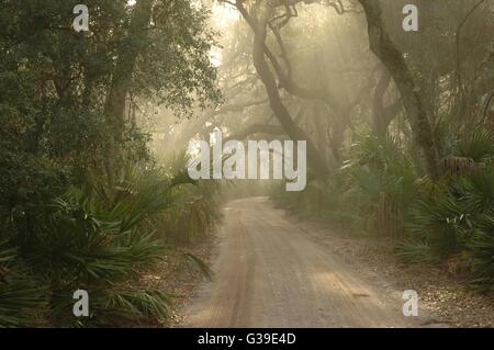 La strada principale che passa attraverso un tunnel di lecci e foresta marittima Su Cumberland Island National Seashore in Georgia. Foto Stock