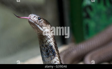 Chiuda il serpente Foto Stock