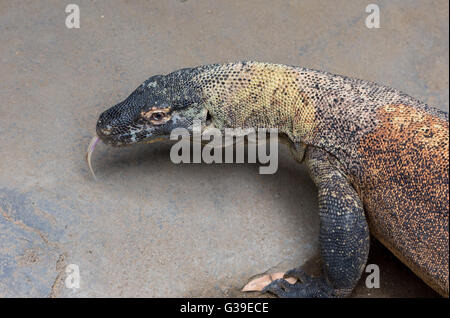 Il gigante asiatico monitor acqua varan goanna close up ritratto Foto Stock