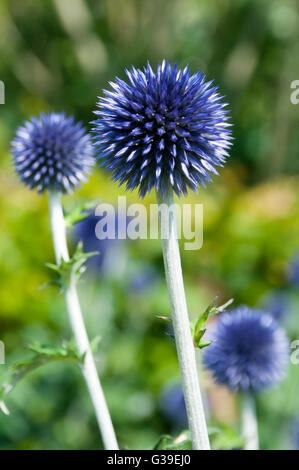 Echinops ritro Veitch del blu Foto Stock