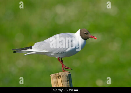 Adulto a testa nera Gull Larus ridibundus ritratto in estate piumaggio Foto Stock