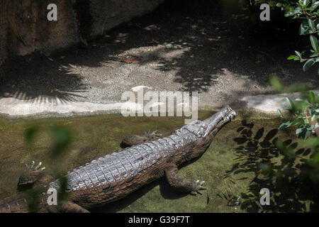 Tomistoma (Tomistoma schlegelii) di appoggio in una piscina presso il Bioparco Fuengirola Foto Stock