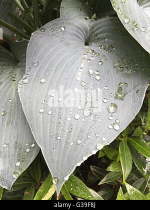 Hosta foglie con gocce di pioggia Foto Stock