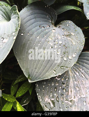 Hosta foglie con gocce di pioggia Foto Stock