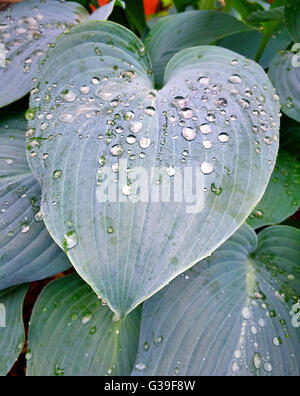 Hosta foglie con gocce di pioggia Foto Stock