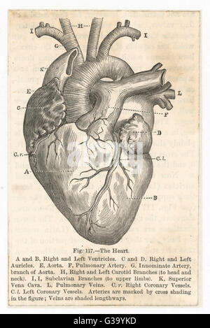 Illustrazione del diagramma del cuore umano Foto Stock