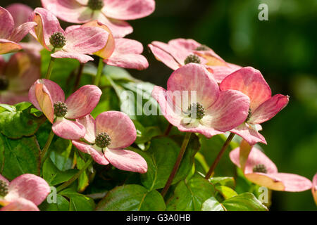 Giugno fiori di fioritura sanguinello, Cornus kousa 'Miss Satomi' Foto Stock