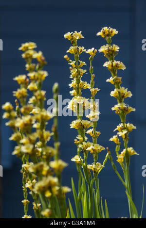 Giardino pungenti pianta con petali gialli Foto Stock