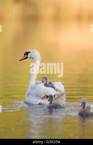 Cigno; Cygnus olor gruppo familiare; due adulti; cinque Cygnets; ride su Madre la schiena; Cornovaglia; Regno Unito Foto Stock