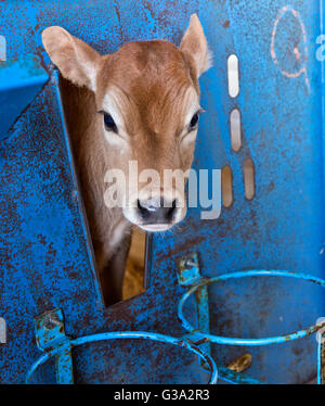 Giovane vitello Jersey guardando fuori di stallo di alimentazione, Dairy Farm. Foto Stock