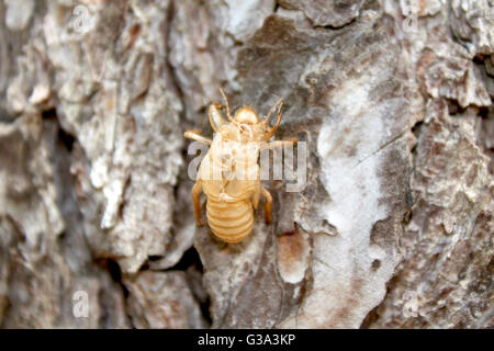 La Balm-Cricket esuvia su un tronco di albero Foto Stock