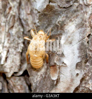 La Balm-Cricket esuvia su un tronco di albero Foto Stock