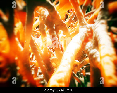 I neuroni nel cervello Foto Stock