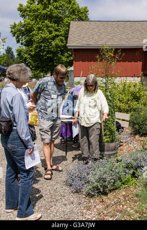 La gente in giro per la Fattoria di Pickering comunità giardino in Issaquah, Washington, Stati Uniti d'America Foto Stock