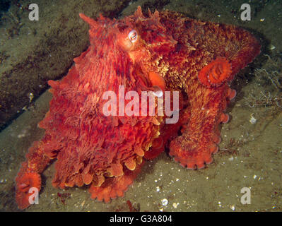 Pacifico gigante Octopus, Enteroctopus dofleini, a Seacrest Park, Cove 3, Seattle. Foto Stock