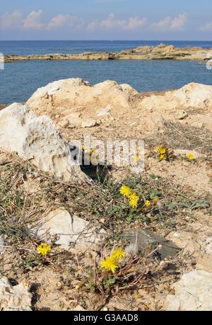 Rari endemismi tarassaco - Taraxacum aphrogenes Cape Drepanon, Cipro Foto Stock