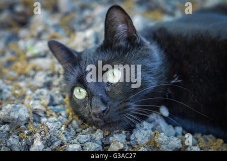 Polveroso gatto nero close up Foto Stock