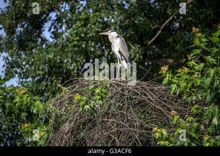 Il Danubio, la Serbia - airone cinerino (Ardea cinerea) appollaiato su un nido sopra la riva del fiume Foto Stock