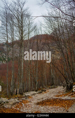 Autunno in Valle di Logar (Logarska dolina). La Slovenia Foto Stock