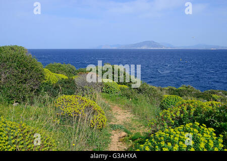 Vegetazione sul Levanzo (isola) nella luce della sera, Trapani in background, Isole Egadi, Italia Foto Stock