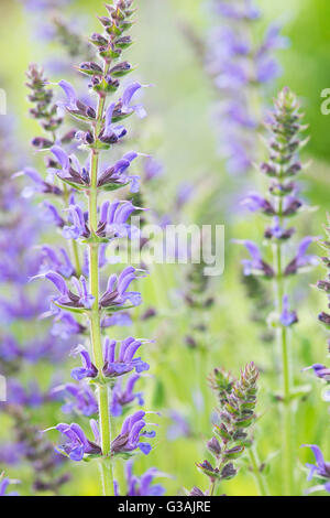 La Salvia x sylvestris Rügen. Legno salvia "Rügen" Foto Stock