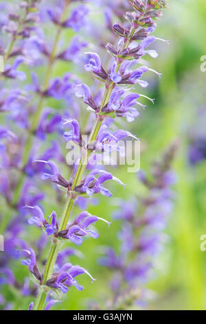 La Salvia x sylvestris Rügen. Legno salvia "Rügen" Foto Stock