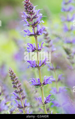 La Salvia x sylvestris Rügen. Legno salvia "Rügen" Foto Stock