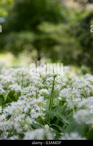 Allium ursinum. Aglio selvatico in fiore in un bosco. Cotswolds, Wiltshire, Inghilterra Foto Stock